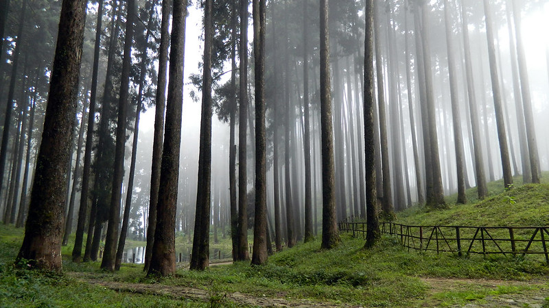 Misty pine forest with tall straight trees, green grass, and a narrow path beside a wooden fence.