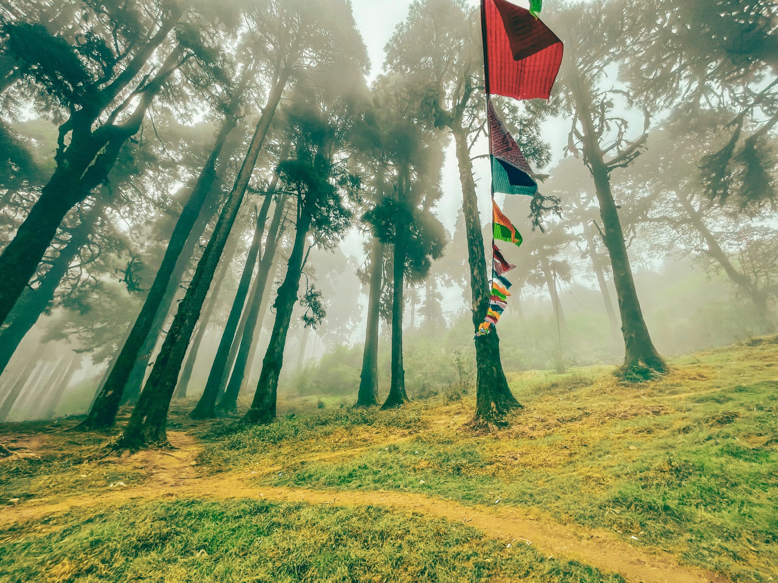 Foggy pine forest trail in darjeeling with tall trees and vibrant prayer flags hanging on a tree.