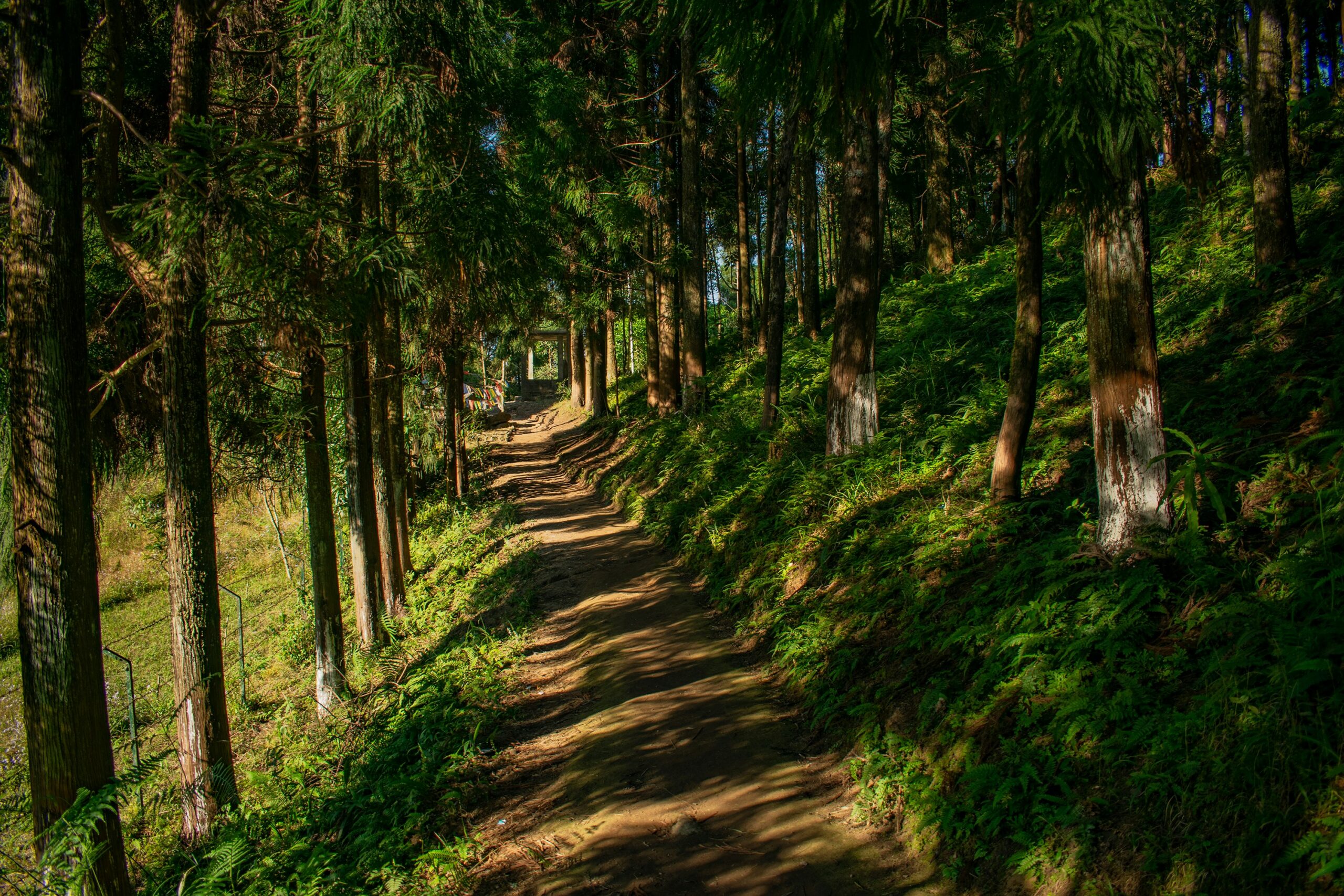 Shaded forest trail in Darjeeling lined with tall pine trees and lush green ferns.