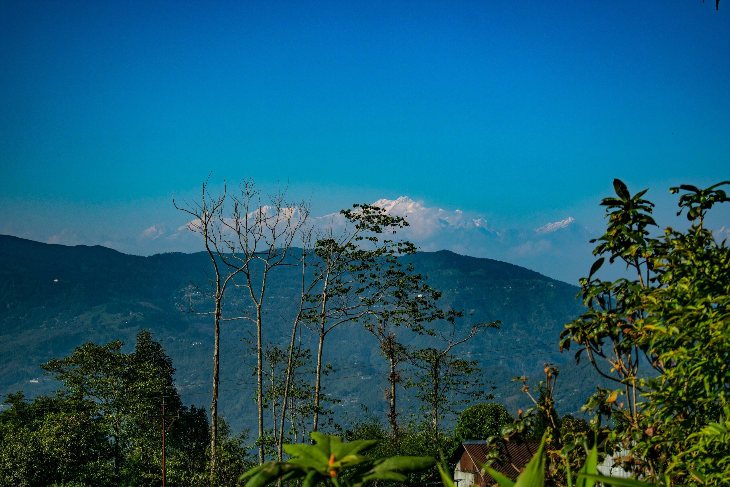 Snow-capped Kanchenjunga peak rising above forested hills and trees in Darjeeling under a clear blue sky.