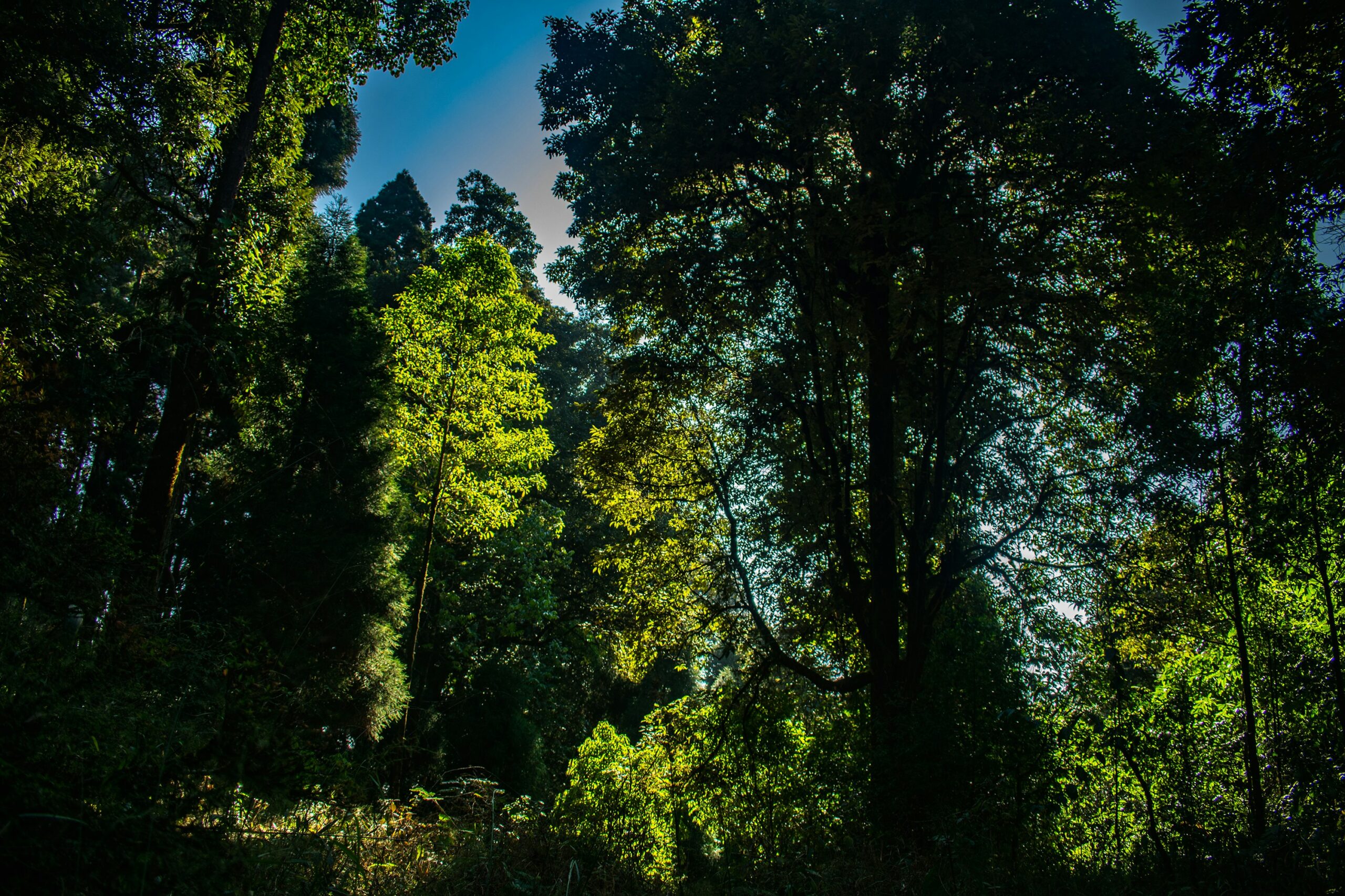 Sunlight shining through tall trees in dense green forest in Darjeeling.