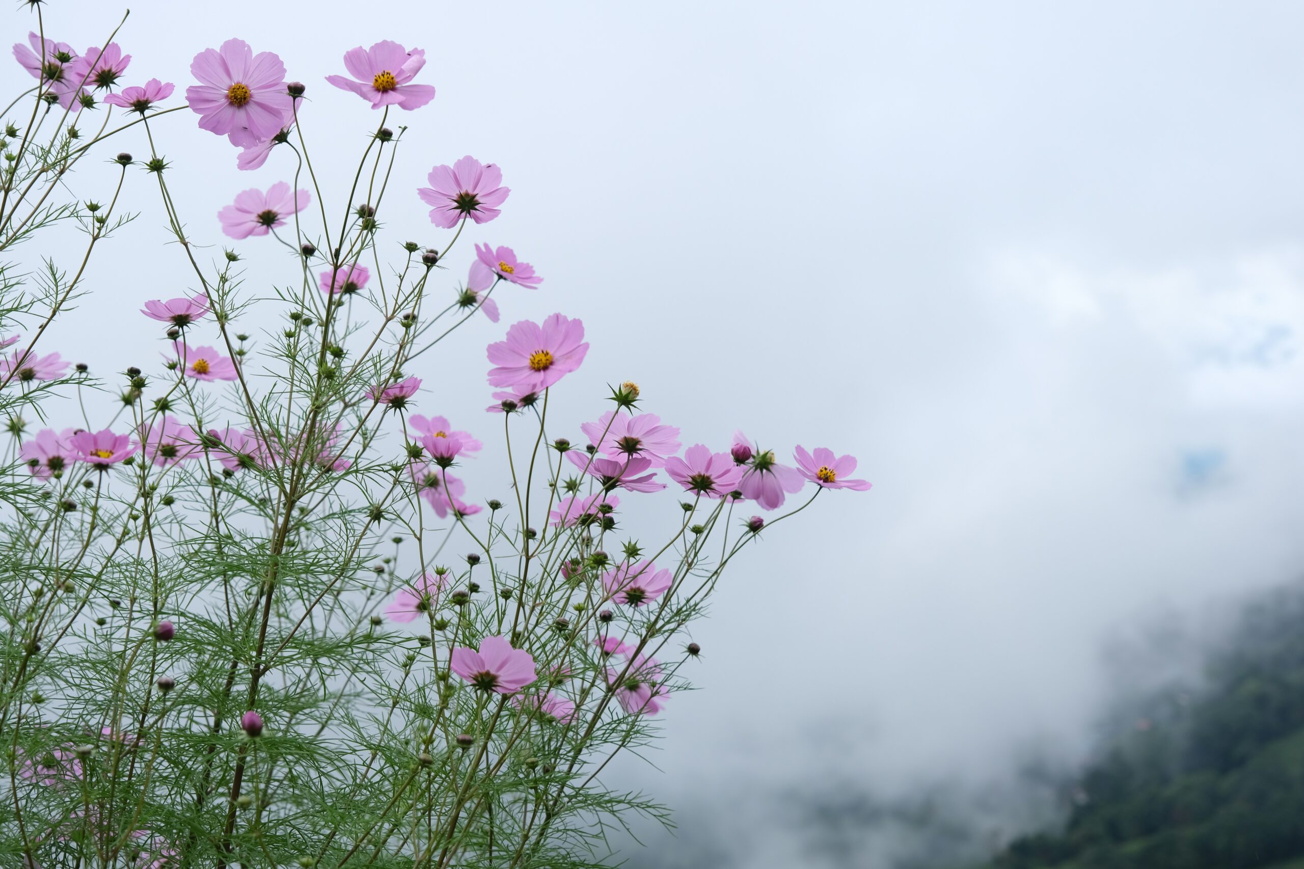 Pink cosmos flowers with green stems blooming in front of mist-covered hills.