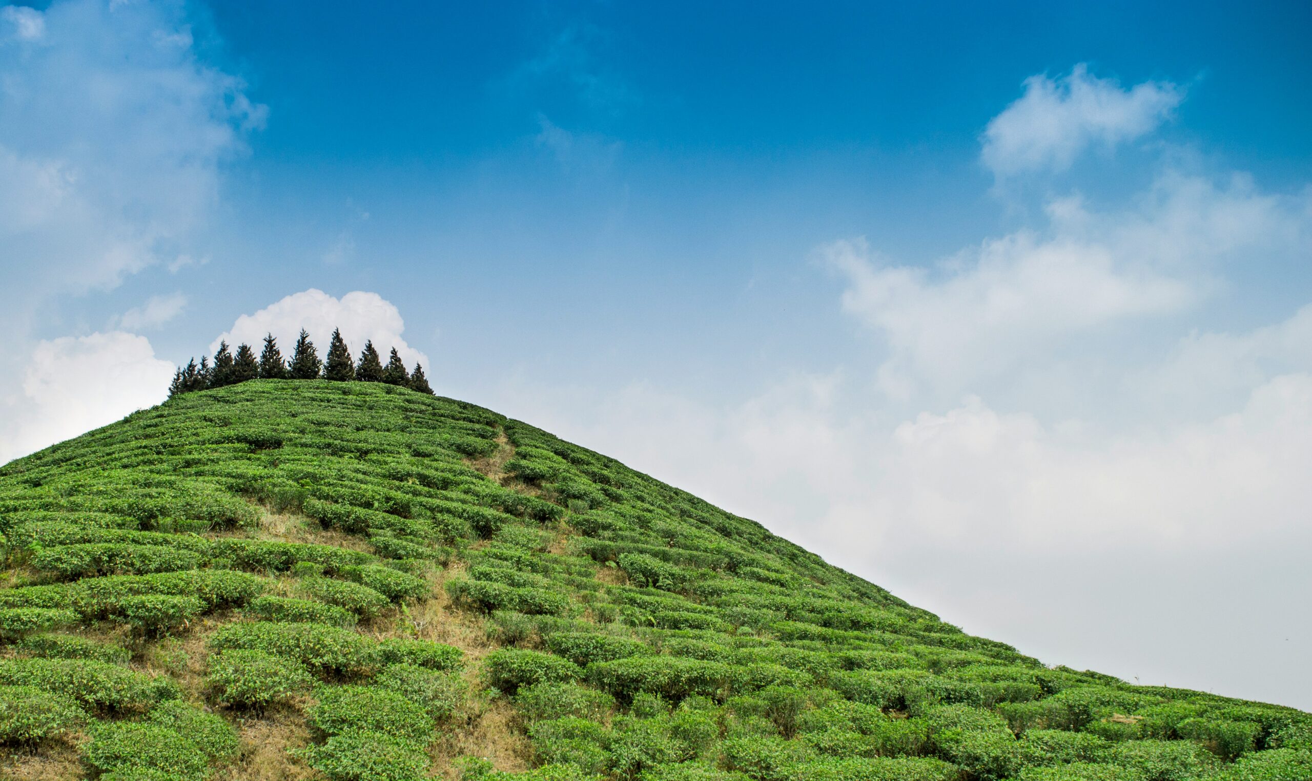 Green terraced tea garden hill in Darjeeling under a clear blue sky
