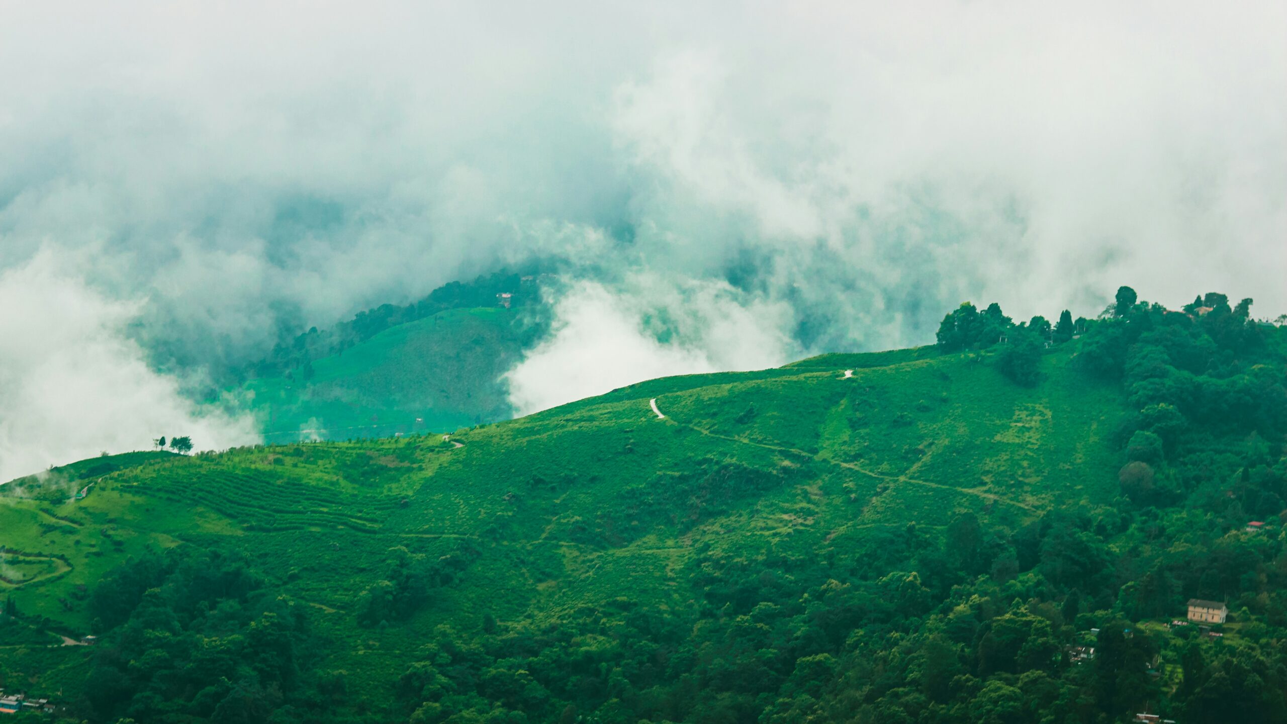 Foggy green hills and tea gardens in Darjeeling with clouds hovering above.