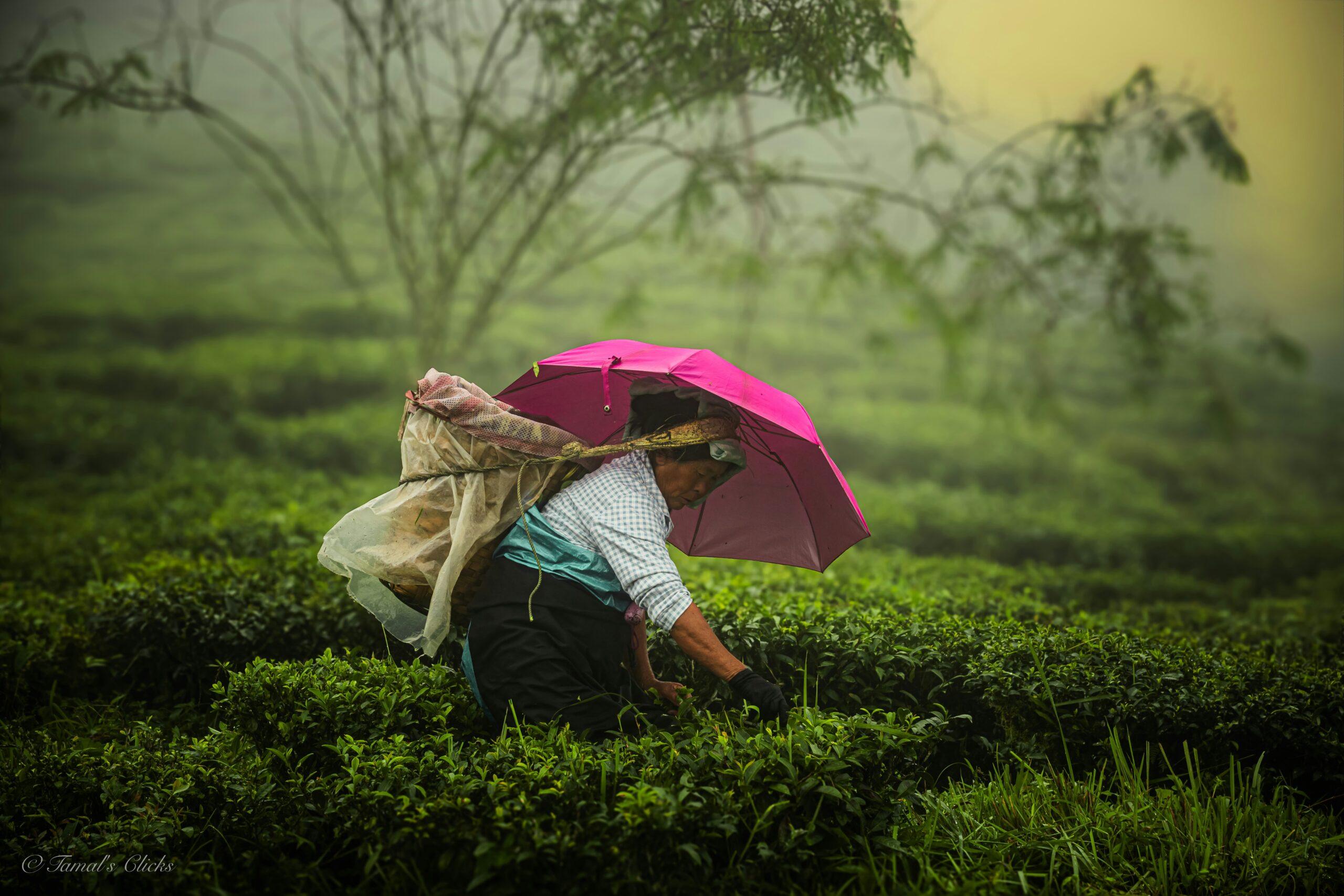 Woman plucking tea leaves in Darjeeling tea garden with basket on back and pink umbrella in misty hills.