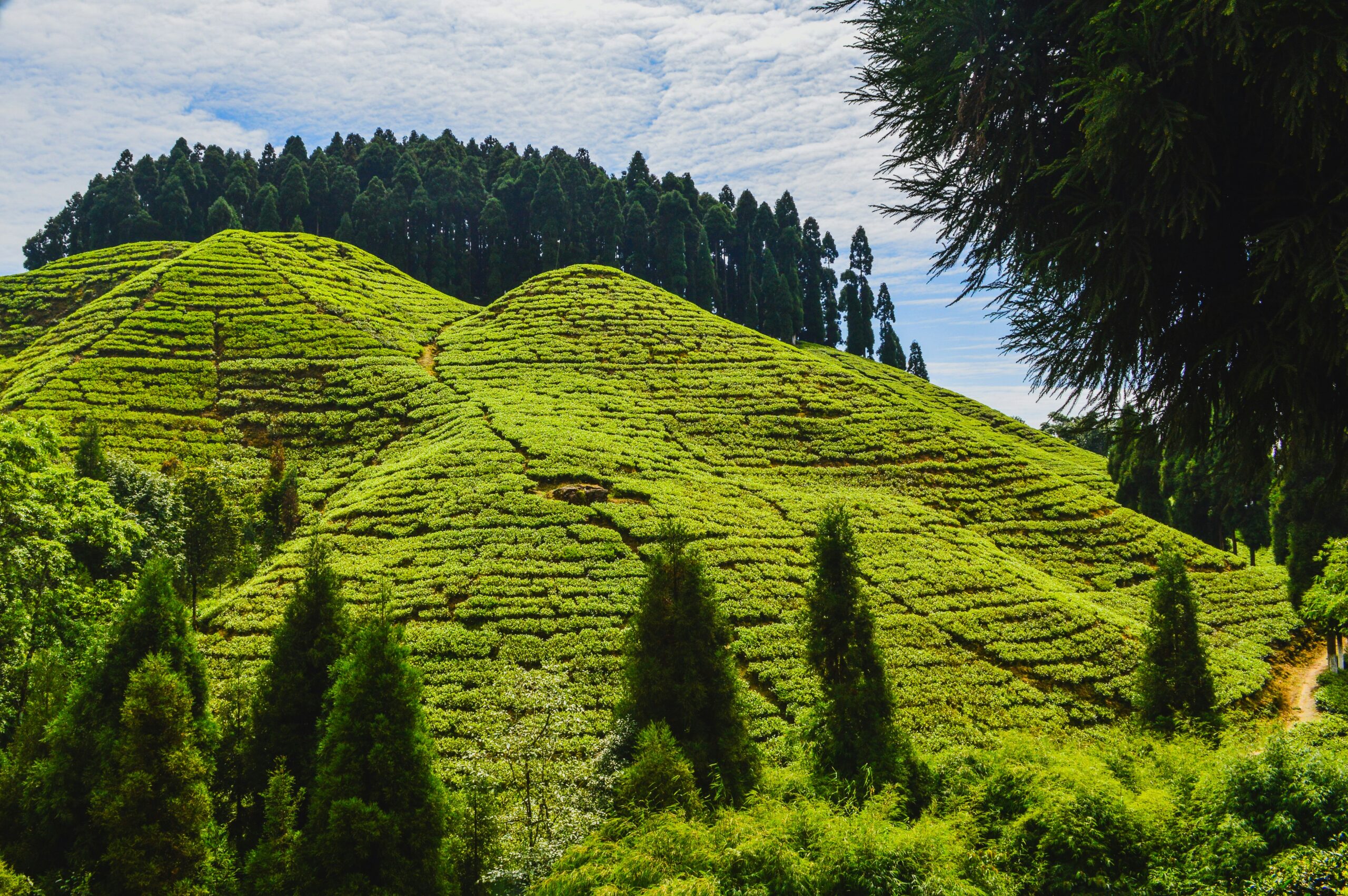 Scenic view of Darjeeling tea gardens with neatly layered green plantations on hillside slopes.