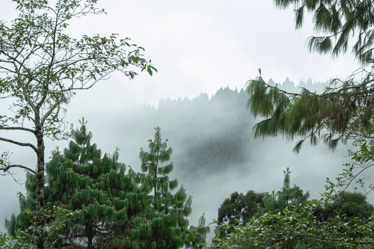 Pine trees covered in morning mist with dense forest hills in the background in Darjeeling.