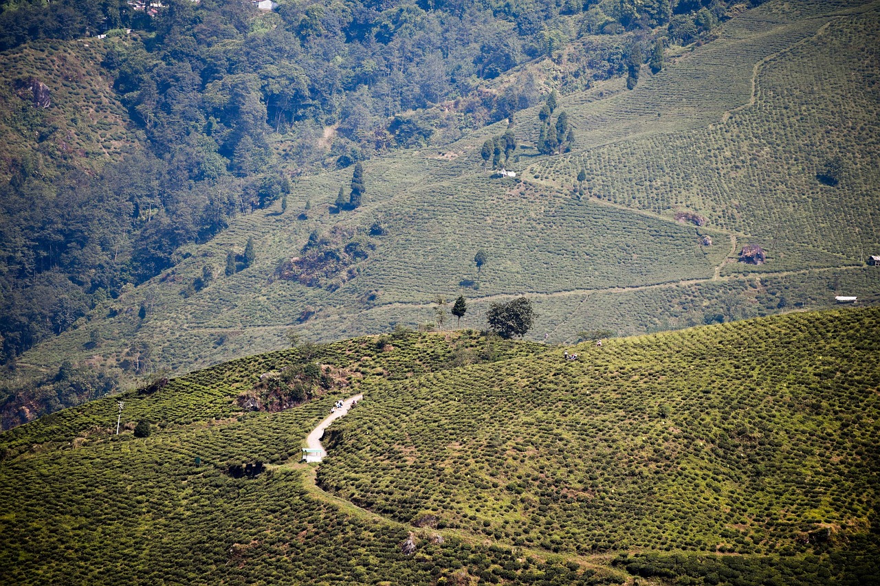 Lush green tea gardens on rolling hills near Darjeeling surrounded by forest and mountain landscape