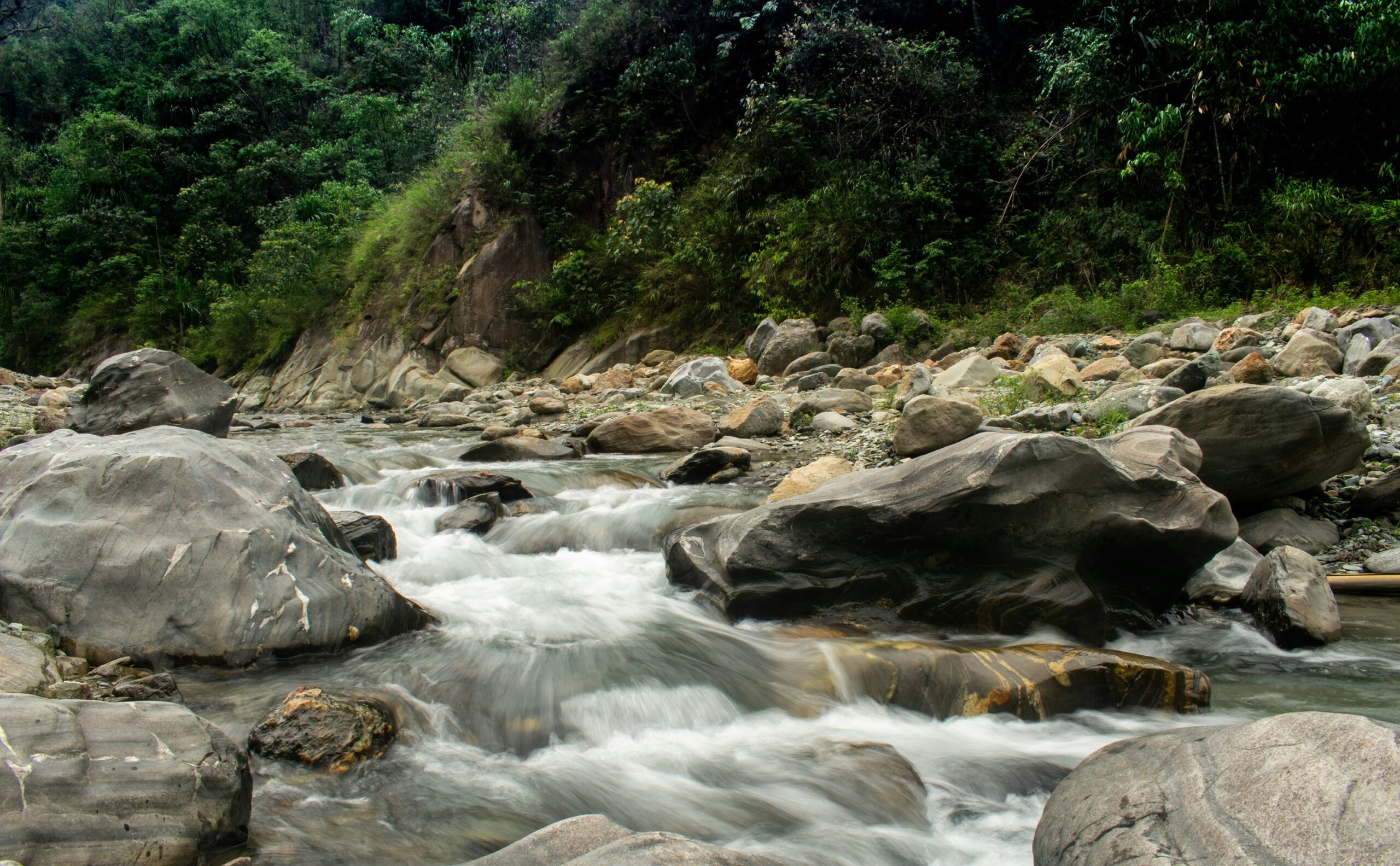 Fast-flowing mountain stream over large rocks surrounded by lush forest in Darjeeling.