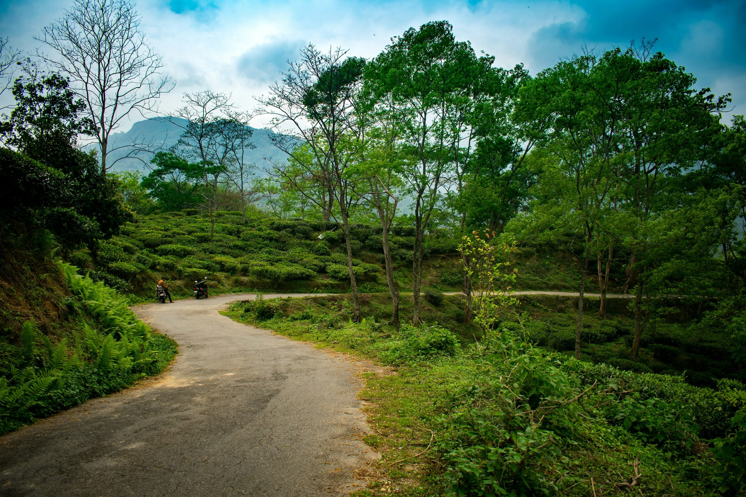 Curved mountain road passing through lush green tea plantations and tall trees under a cloudy sky.