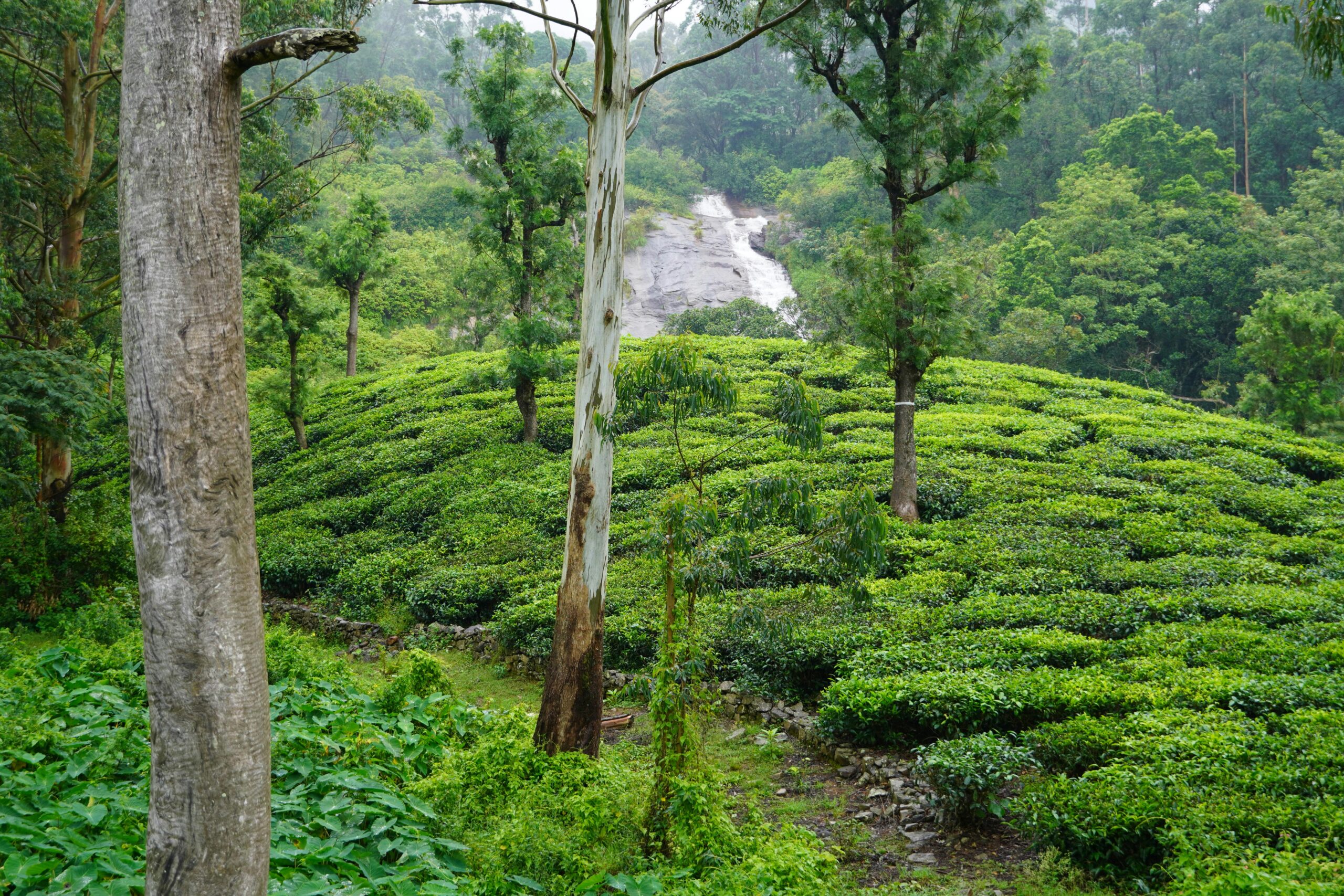 Scenic Darjeeling tea plantation with dense green tea bushes, tall trees, and a waterfall flowing through the forested hills.