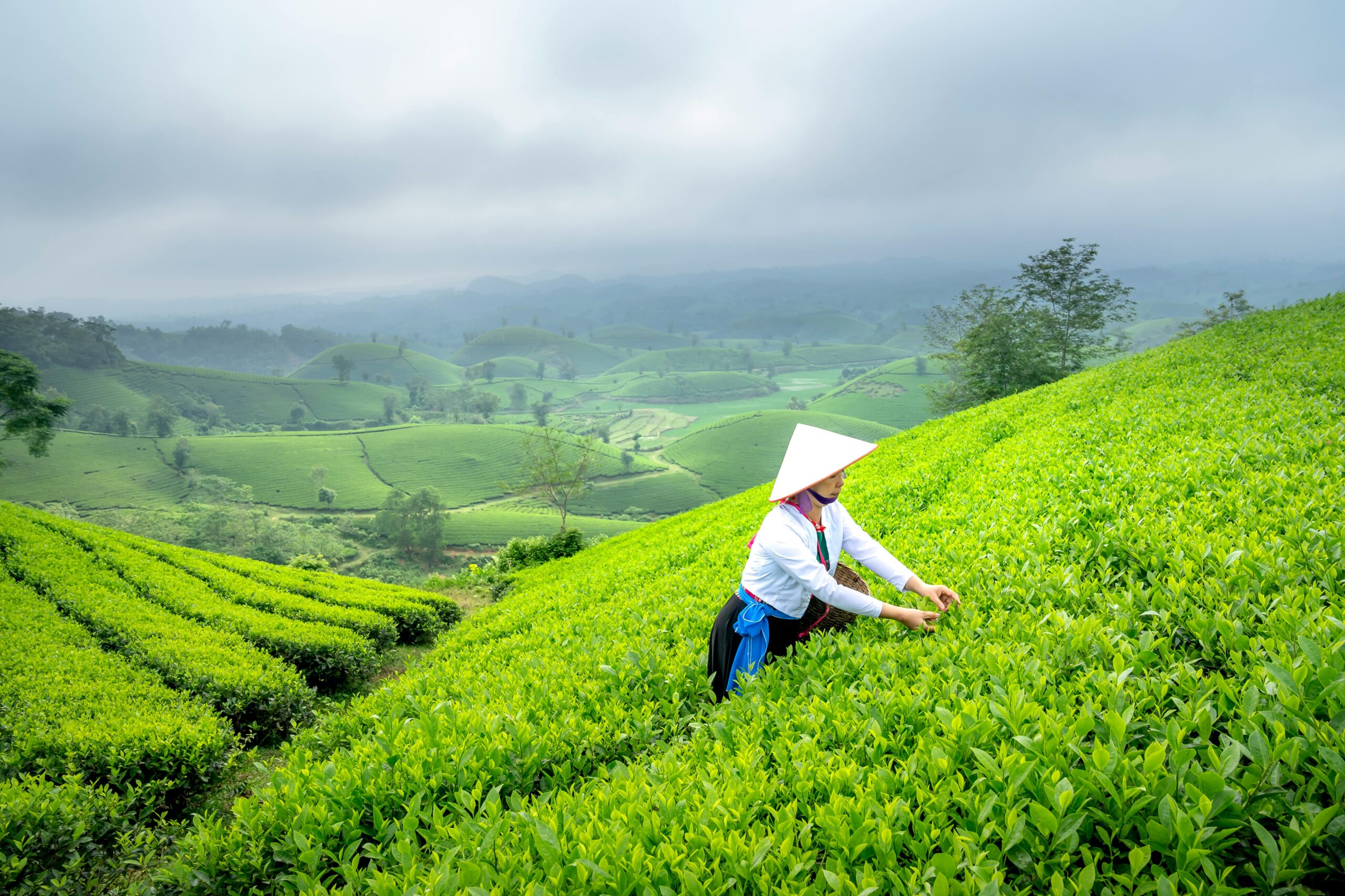 Tea worker picking fresh leaves in vibrant green Darjeeling tea gardens with scenic hills and misty countryside view.