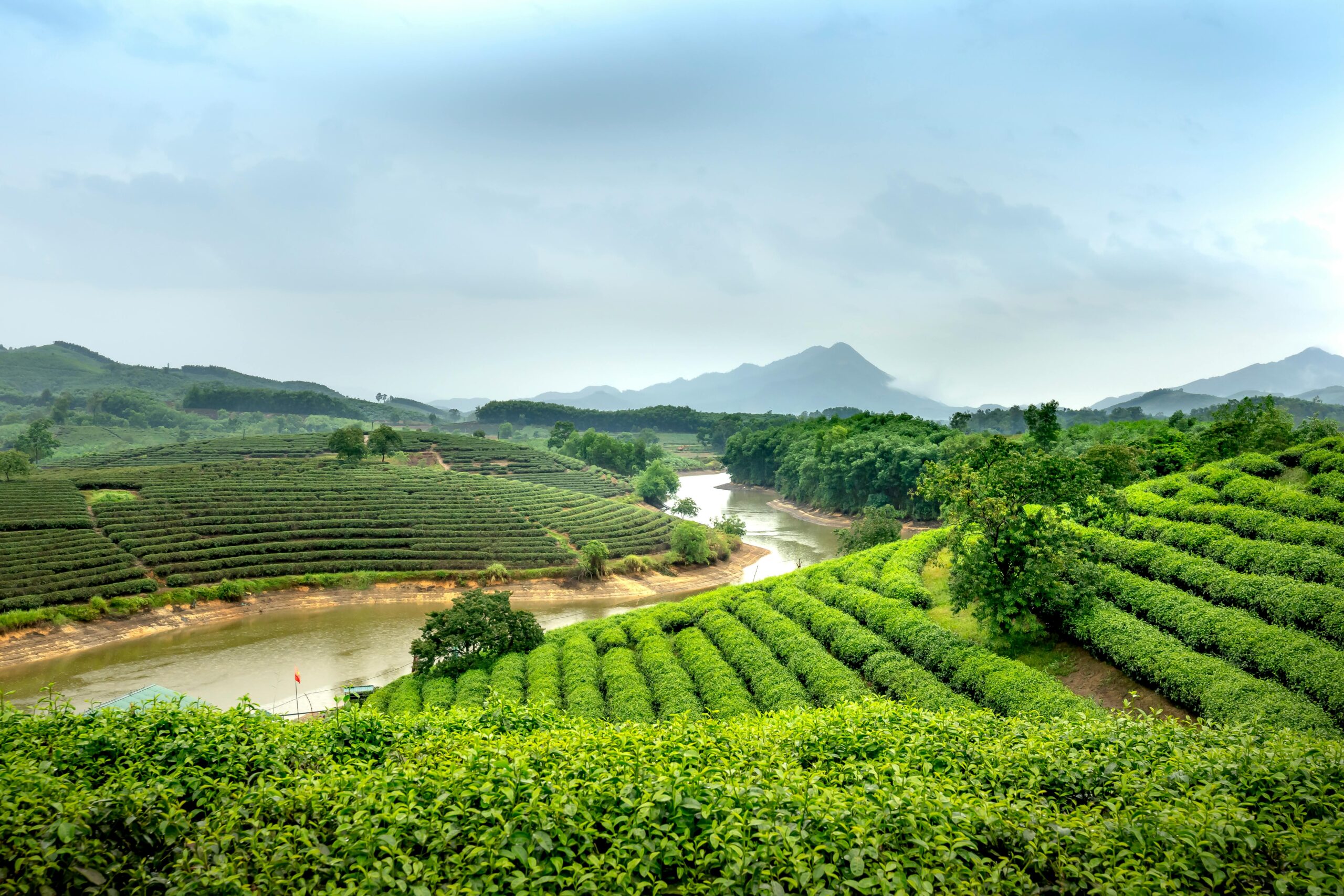 Lush green tea plantations lining rolling hills beside a winding river with misty mountains in the background.