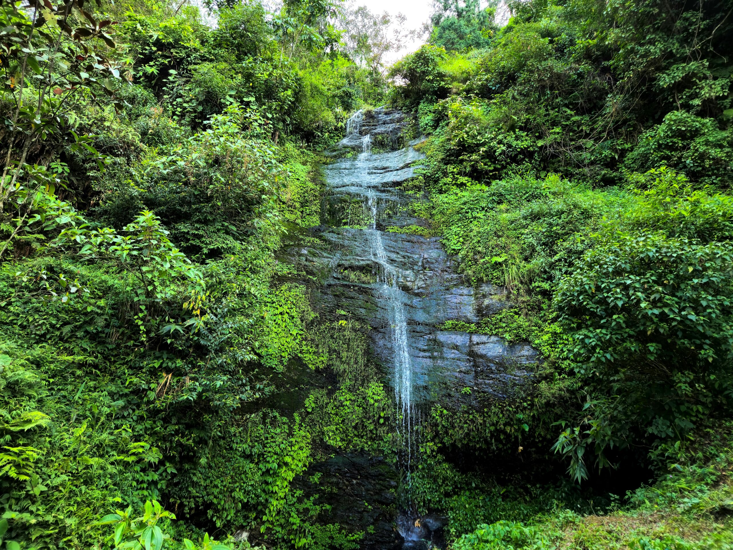 beautiful view of green forest along with the little waterfall