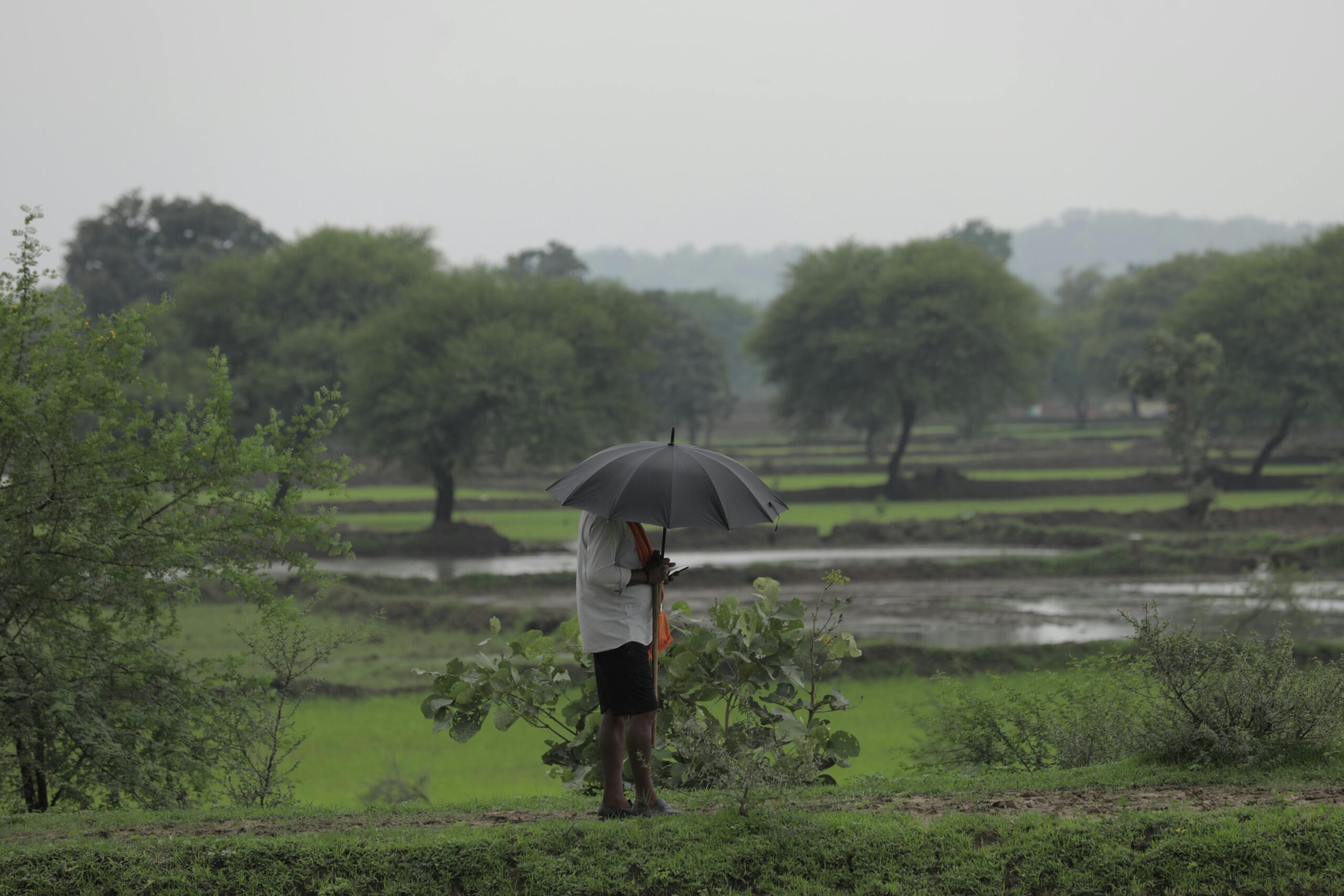 Person standing with umbrella in lush green fields during rainy season with misty trees and countryside landscape.