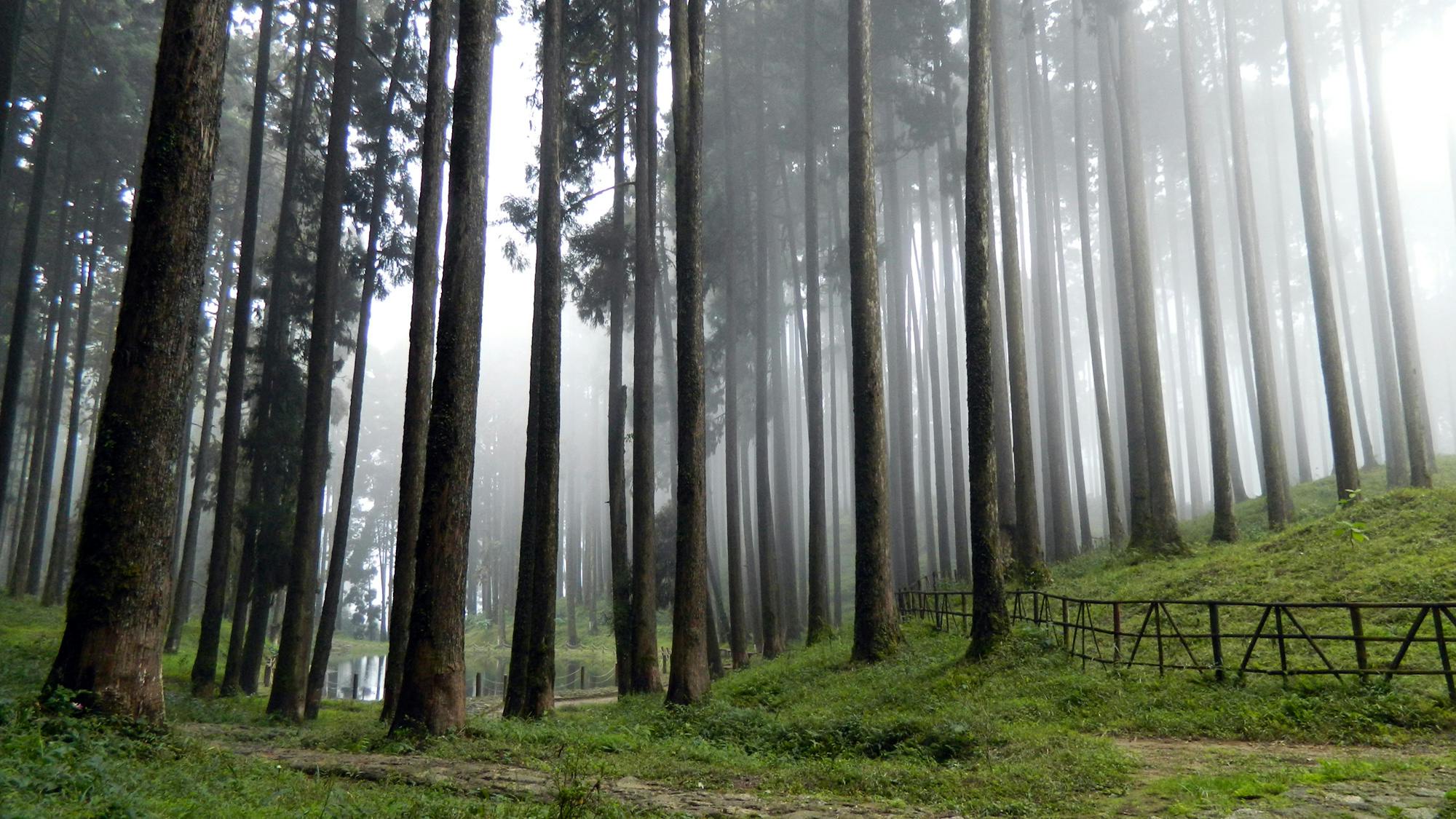 tukdah forest in darjeeling