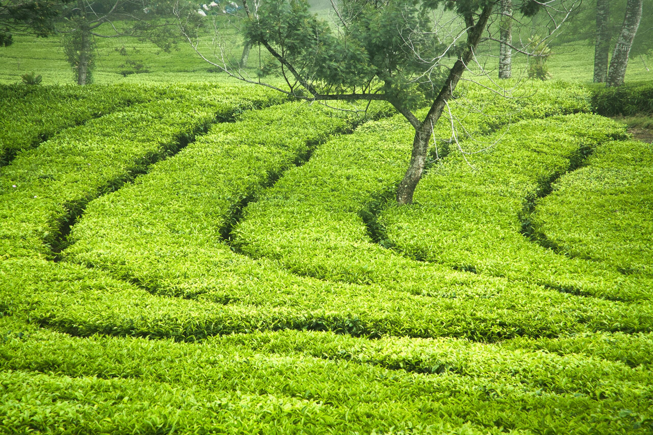 Curved rows of bright green tea bushes forming neat patterns around a lone tree in a misty garden.
