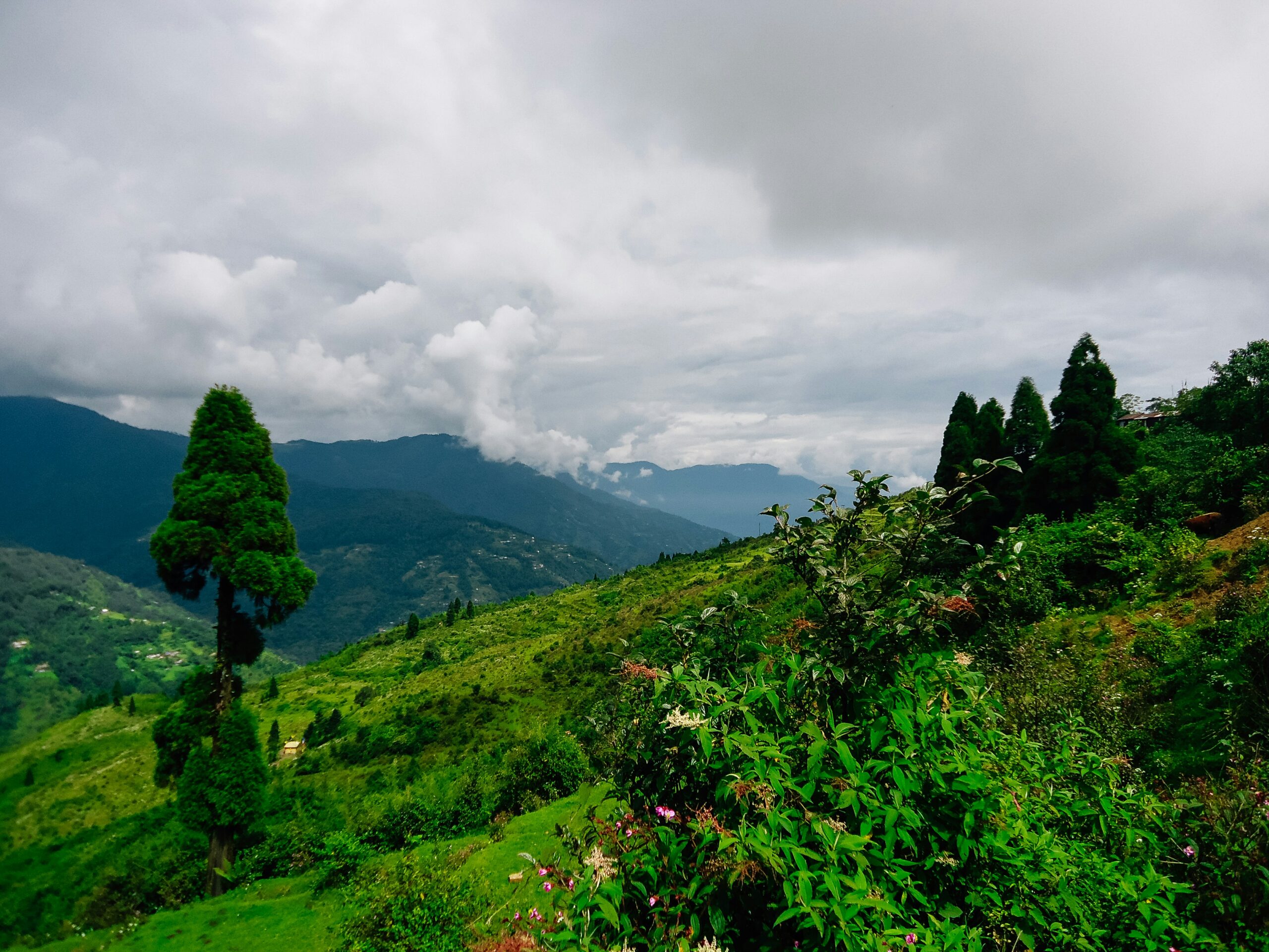 Panoramic view of lush green hills and misty mountains with tall trees in Darjeeling.