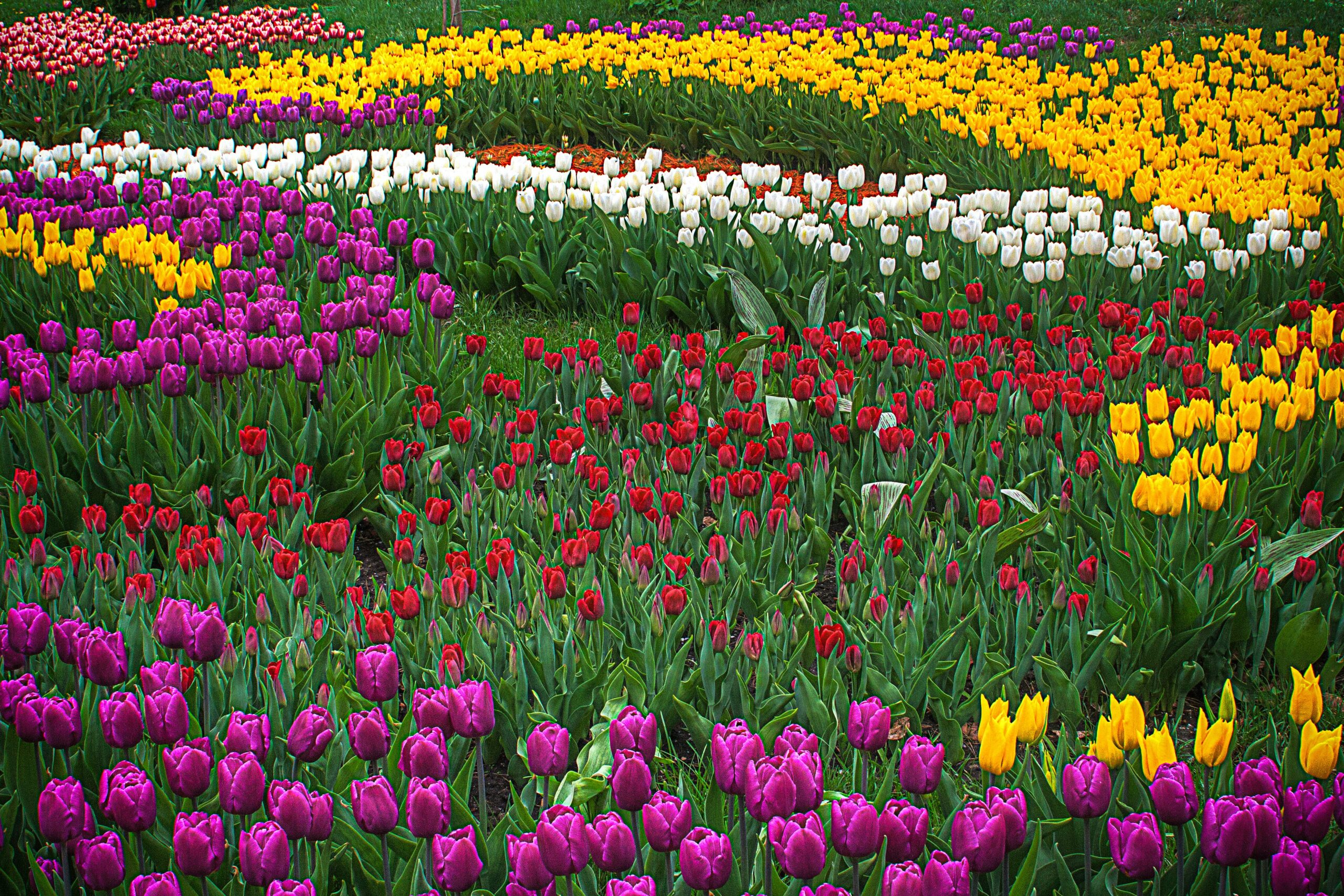 tulip garden kashmir