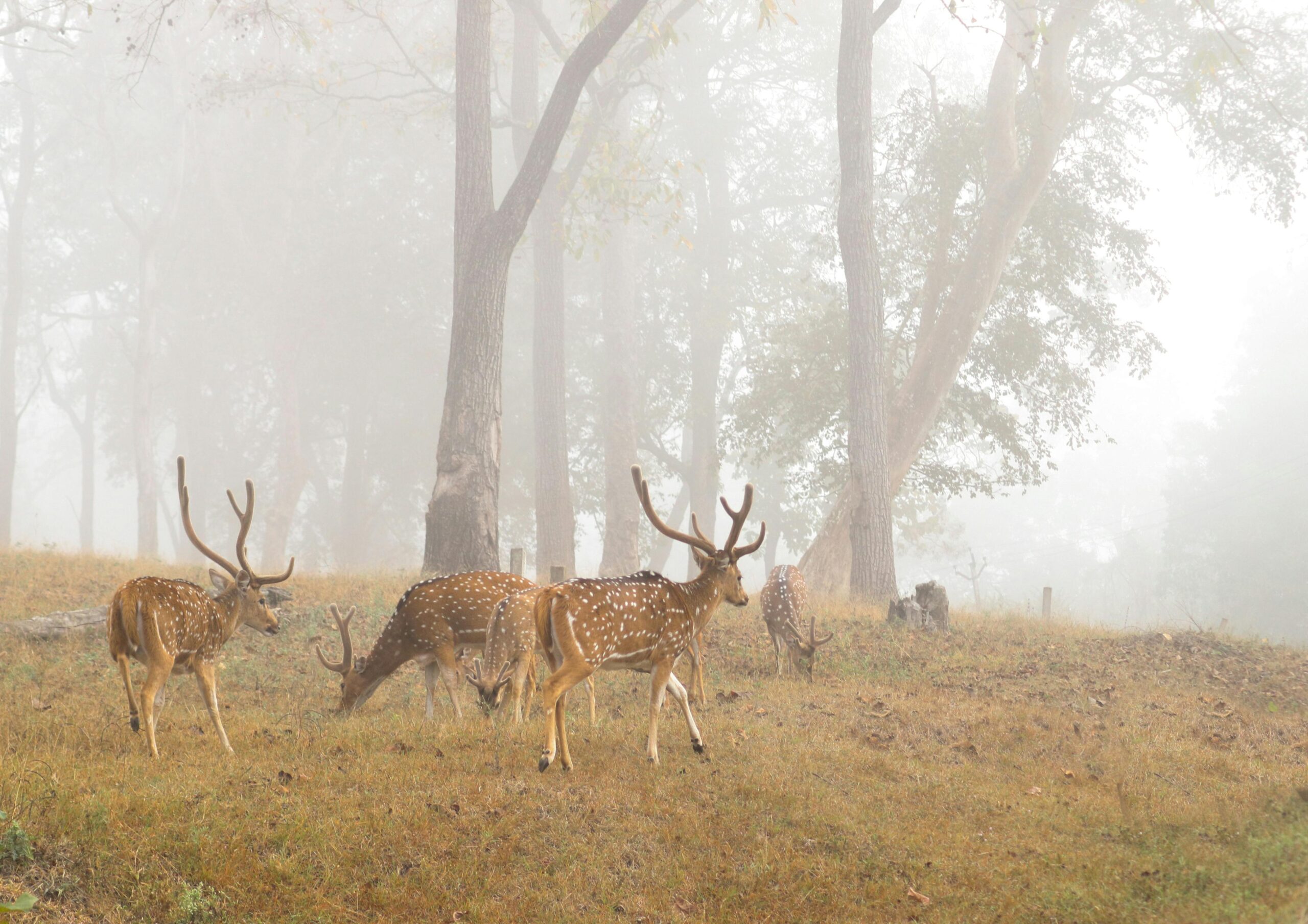  Wildlife Sanctuaries in Kashmir 