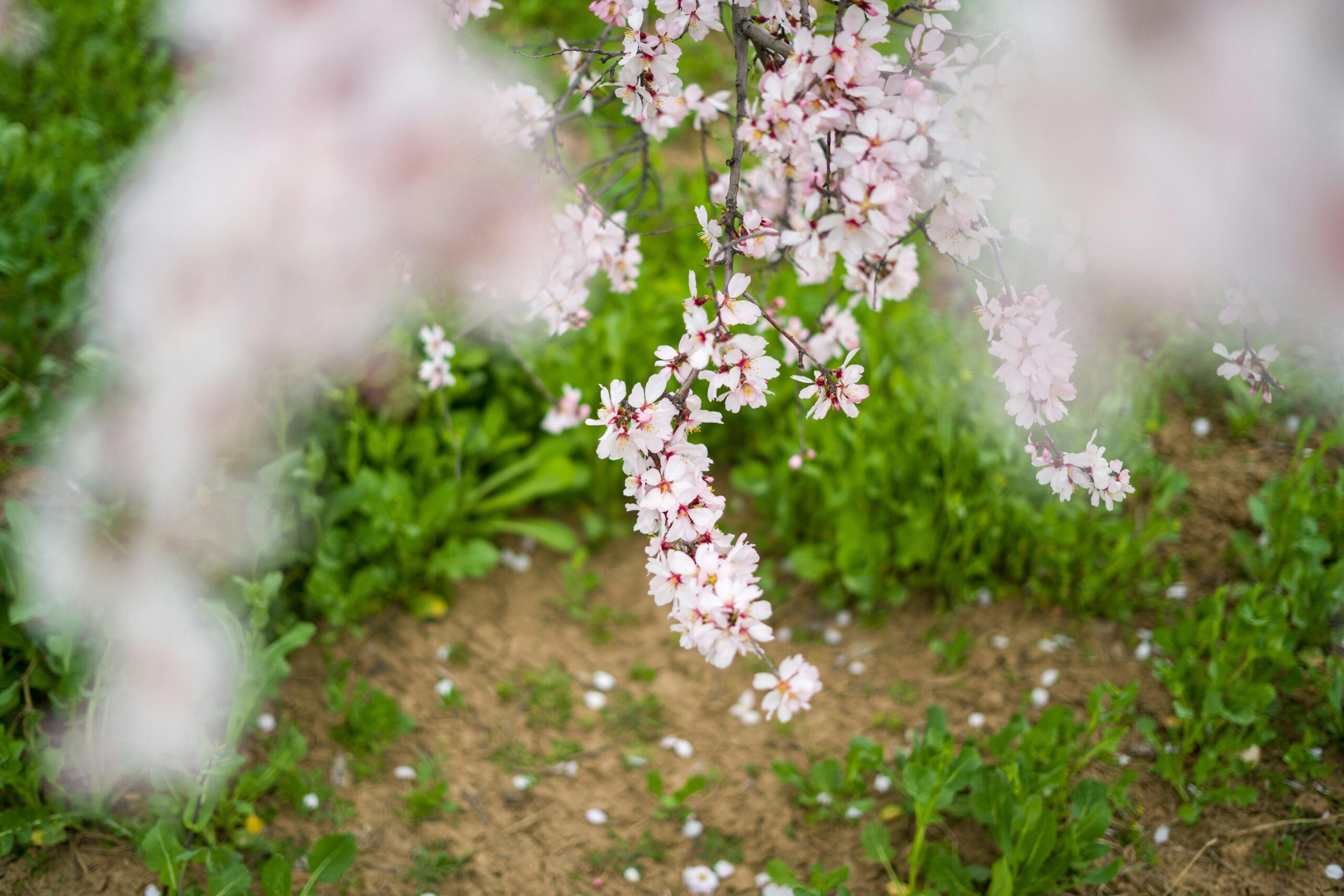 almond blossoms in kashmir during march