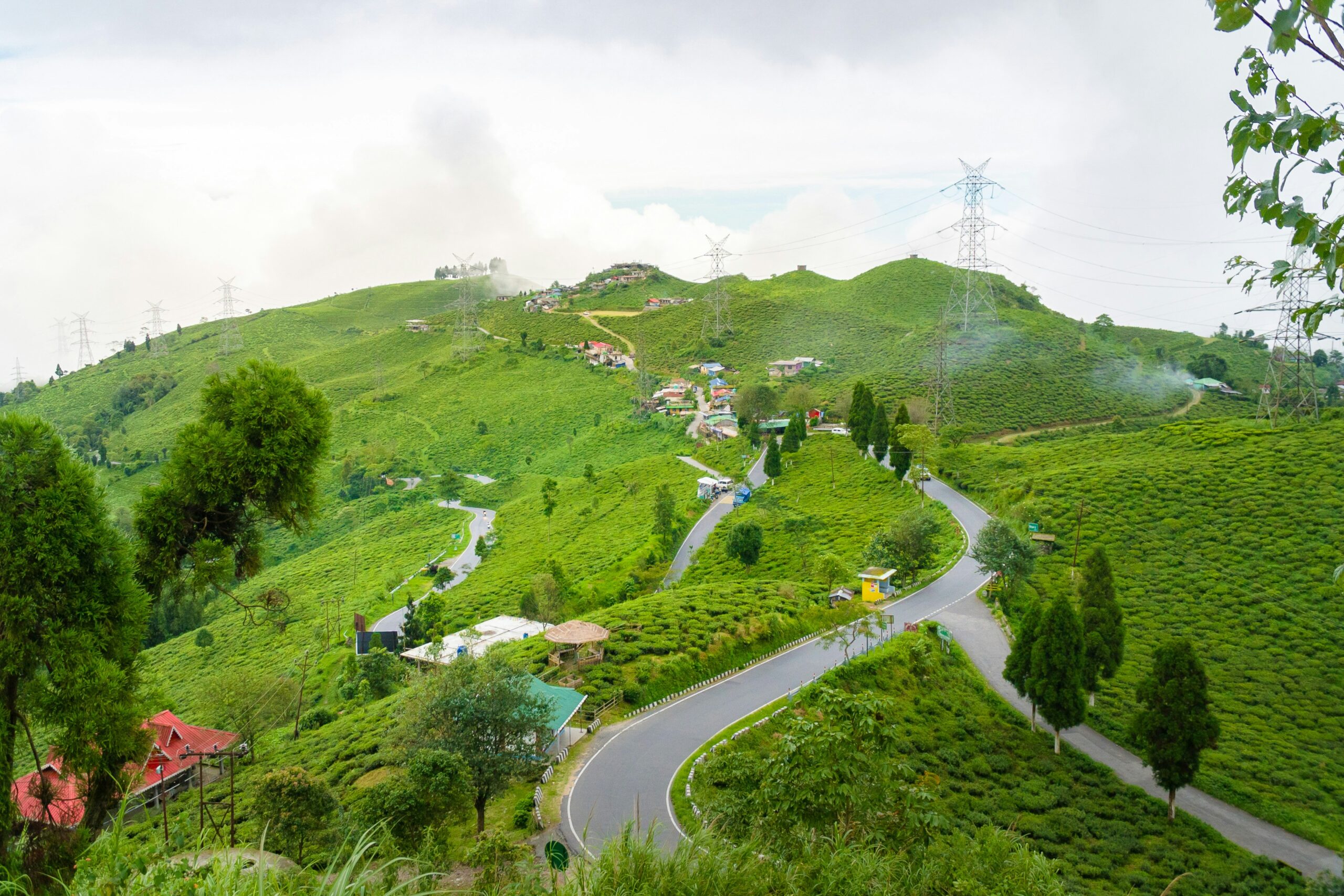 Curved mountain road passing through green tea gardens in Darjeeling hills.