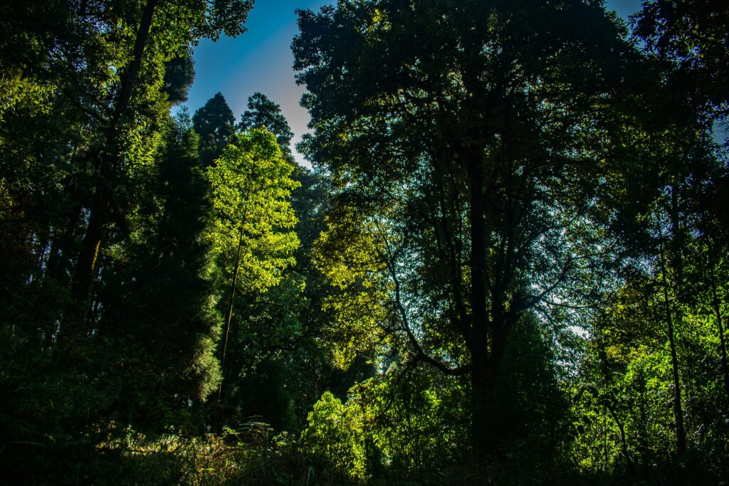 Sunlight shining through tall trees in dense green forest in Darjeeling.