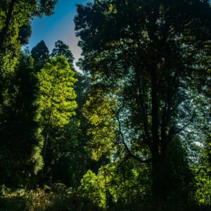 Sunlight shining through tall trees in dense green forest in Darjeeling.