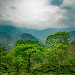darjeeling india