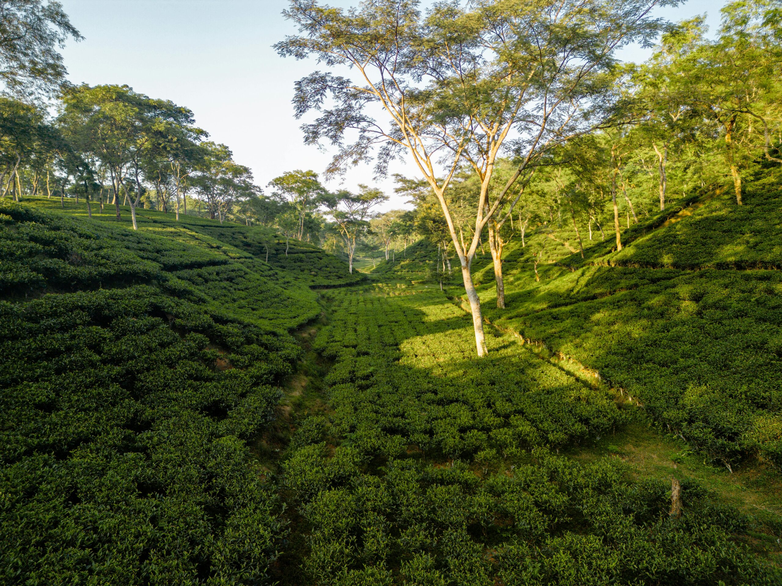 tea plantation in darjeeling tea gardens