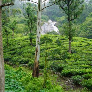 Scenic Darjeeling tea plantation with dense green tea bushes, tall trees, and a waterfall flowing through the forested hills.