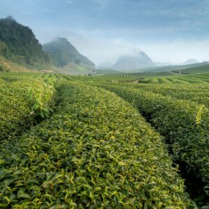 Wide view of lush green tea plantations in Darjeeling with mist-covered hills and scenic countryside landscape.