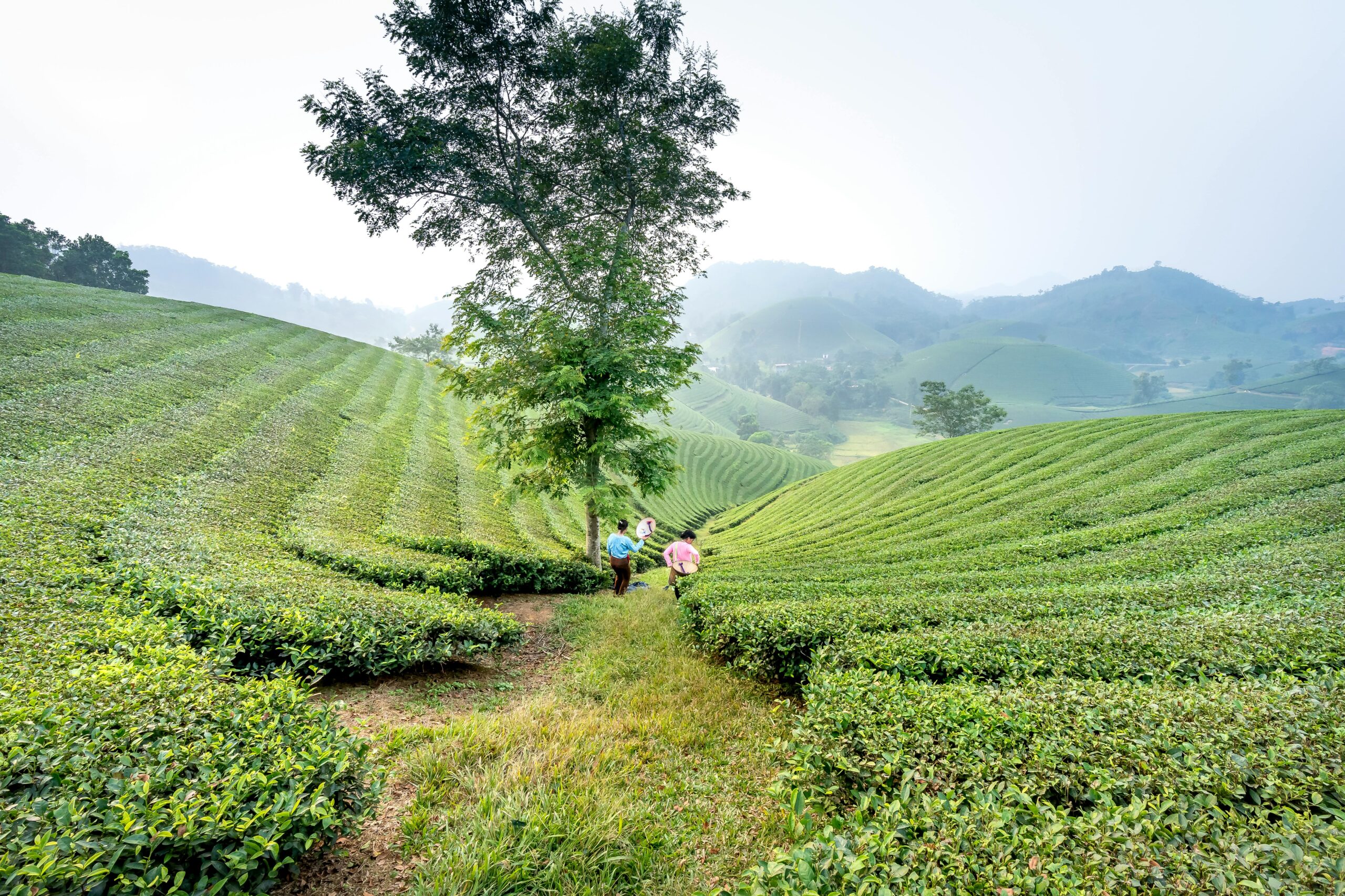 Two people walking along a narrow path between neatly trimmed tea bushes on rolling green hills.