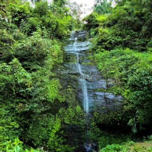beautiful view of green forest along with the little waterfall