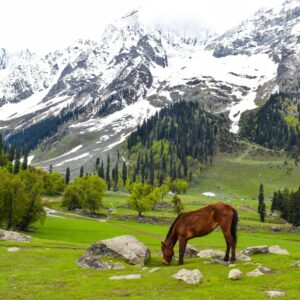 best of kashmir