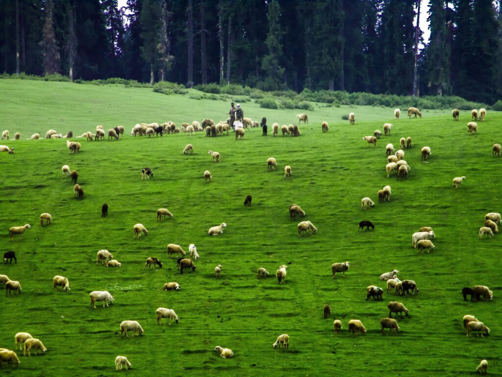 Kashmir Offbeat With Gurez, Lolab & More