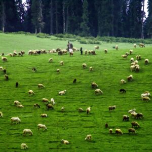 Kashmir Offbeat With Gurez, Lolab & More