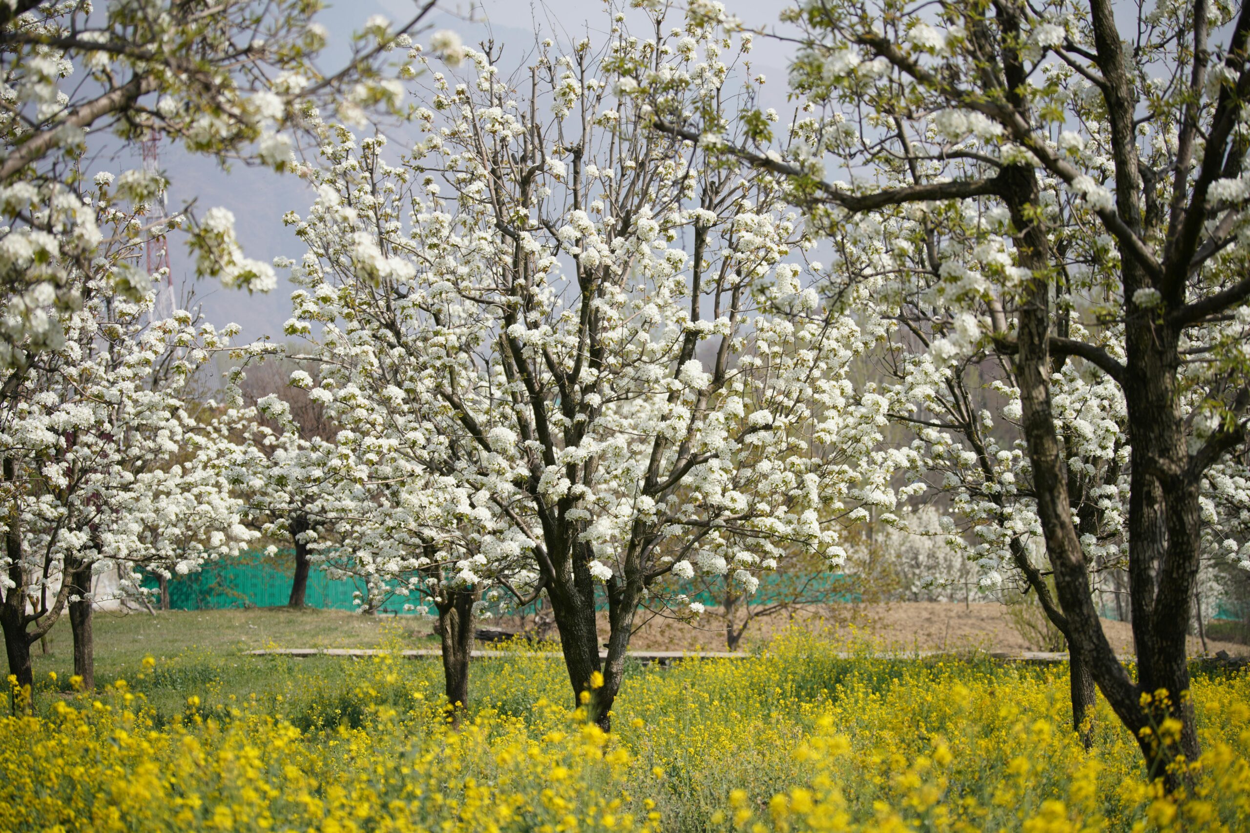 kashmir in march
