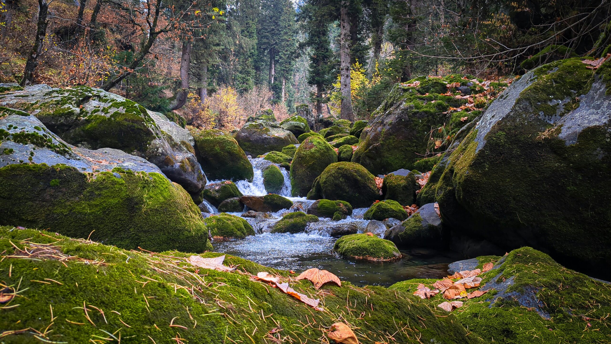 Wildlife Sanctuaries in Kashmir